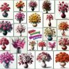 Amazing Blossom