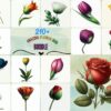 Amazing Flower Bud