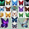 Amazing Butterfly