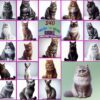 Amazing Cat Species