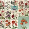 Amazing Flower Illustration