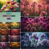 Amazing Flower Garden
