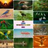 Stunning Bird Majestic & Serene Scenery Bundle