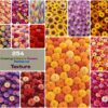 Amazing Different Flowers Patterns Texture